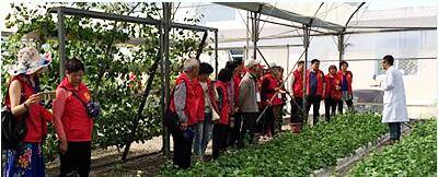 蔬菜種子，幾百萬種植戶的選擇