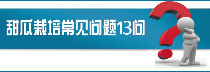 蔬菜種子栽培技術(shù)-<strong><font color='#006428'>甜瓜栽培常見問題13問？</font></strong>