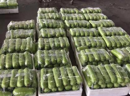 蔬菜種子種植戶客戶點評-上市早，價格好！我連續(xù)種了三年，滿意！