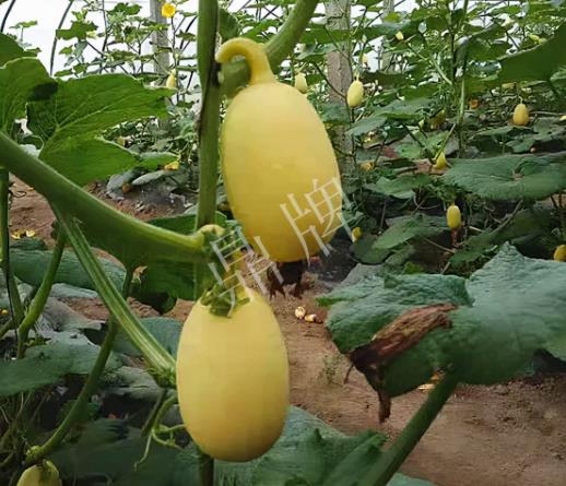 蔬菜種子種植戶客戶點評-上市了，14元/公斤。河南客戶發(fā)來…