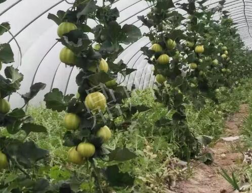 蔬菜種子種植戶客戶點評-我的乖乖，一株坐果15個，6元1斤，好賣得很！