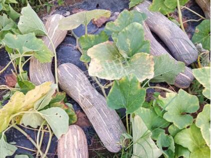 蔬菜種子種植戶客戶點(diǎn)評(píng)-了解它，就能種好它，獲得更高收入！??！