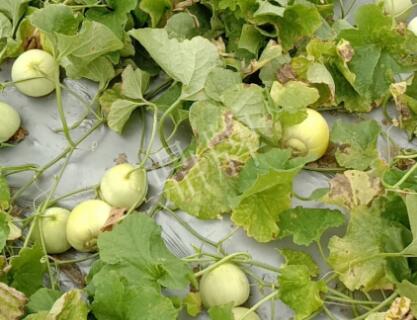 蔬菜種子種植戶客戶點評-低溫寡照的天氣，它仍然優(yōu)秀！