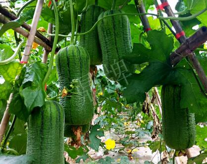 蔬菜種子種植戶客戶點評-這個新品種，讓我“頭痛”…