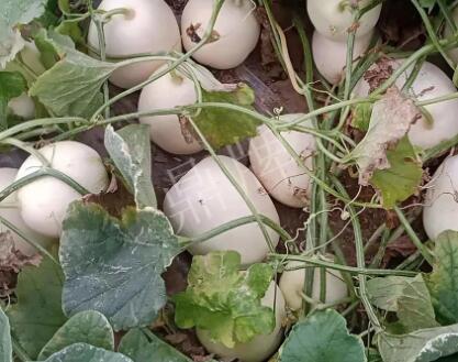 蔬菜種子種植戶客戶點評-“甜，真甜，真是甜！”