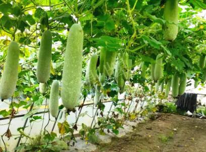 蔬菜種子種植戶客戶點評-我種的冬瓜，肉緊味甜，按個賣！