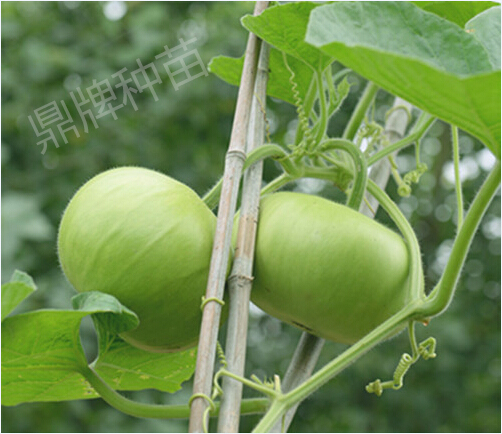 圓滿1號(hào)(瓠瓜)