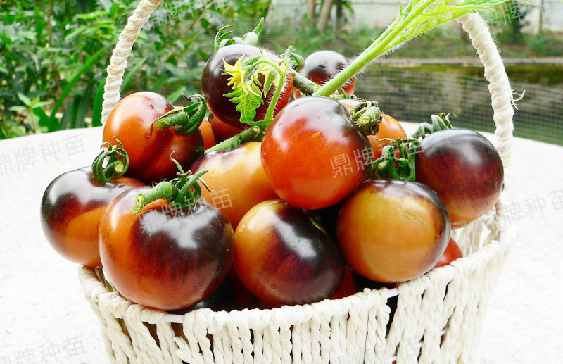 果實成紫紅色，甜度增加