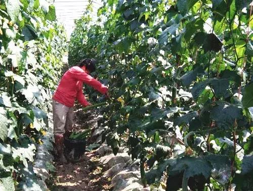 優(yōu)秀絲瓜作品展播，請(qǐng)為菜農(nóng)劉健平夫婦點(diǎn)贊