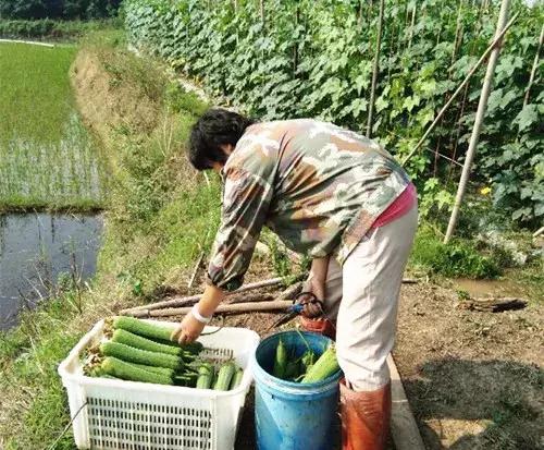 優(yōu)秀絲瓜作品展播，請(qǐng)為菜農(nóng)劉健平夫婦點(diǎn)贊