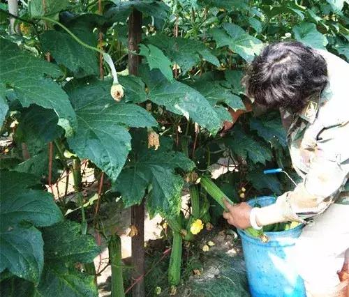 優(yōu)秀絲瓜作品展播，請(qǐng)為菜農(nóng)劉健平夫婦點(diǎn)贊