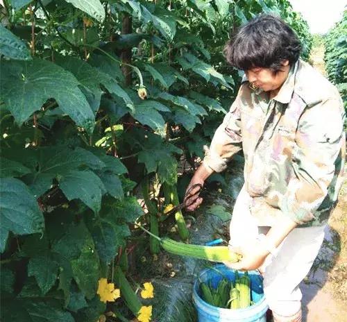 優(yōu)秀絲瓜作品展播，請(qǐng)為菜農(nóng)劉健平夫婦點(diǎn)贊