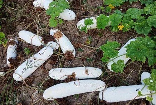 您種植過(guò)“堆堆瓜”嗎？看一看，地上全是瓜！一睹芳容