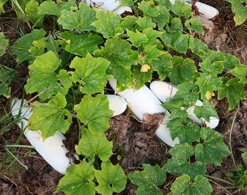 您種植過(guò)“堆堆瓜”嗎？看一看，地上全是瓜！一睹芳容