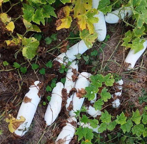 您種植過(guò)“堆堆瓜”嗎？看一看，地上全是瓜！一睹芳容