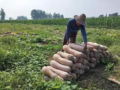 種南瓜竟然種出“麻煩”了，瓜販搶購(gòu)，電視臺(tái)記者也趕來(lái)了