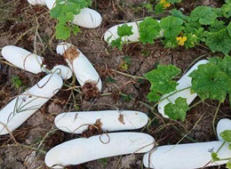 蔬菜種子種植戶客戶點(diǎn)評(píng)-您種植過(guò)“堆堆瓜”嗎？看一看，地上全是瓜！一睹芳容！