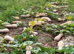 蔬菜種子種植戶客戶點(diǎn)評(píng)-周小為種植的健美蜜本又被報(bào)銷了，連電視臺(tái)記者也趕來(lái)了！