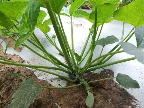 菜農(nóng)種植無需噴農(nóng)藥的蔬菜，不僅栽培簡單、而且效益高