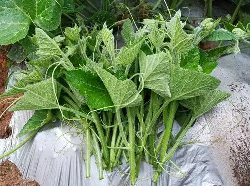 菜農(nóng)種植無需噴農(nóng)藥的蔬菜，不僅栽培簡單、而且效益高