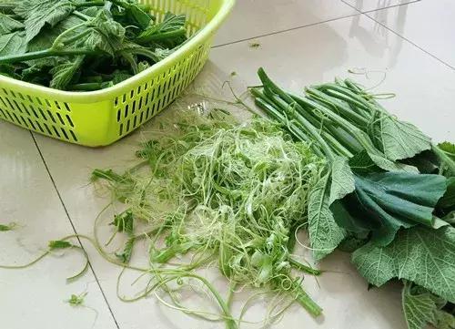 菜農(nóng)種植無需噴農(nóng)藥的蔬菜，不僅栽培簡單、而且效益高