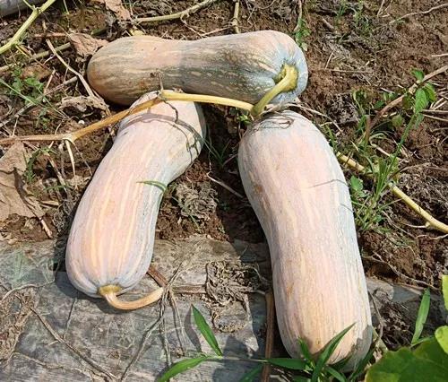 蔬菜種子栽培技術(shù)-“健美蜜本”南瓜7問？