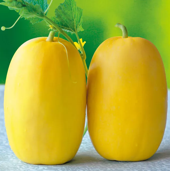 雇工難、成本高，想種甜瓜怎么辦？