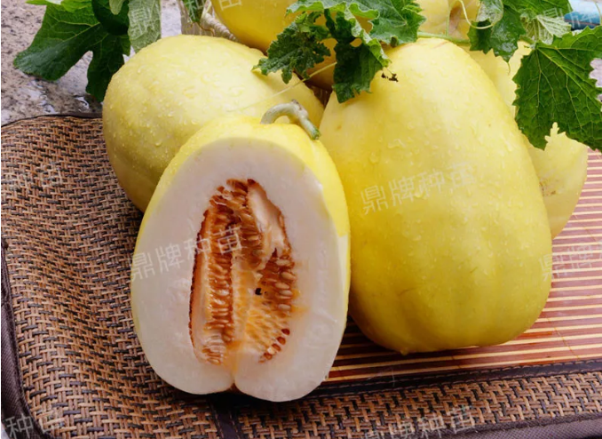 雇工難、成本高，想種甜瓜怎么辦？