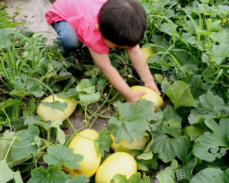 雇工難、成本高，想種甜瓜怎么辦？