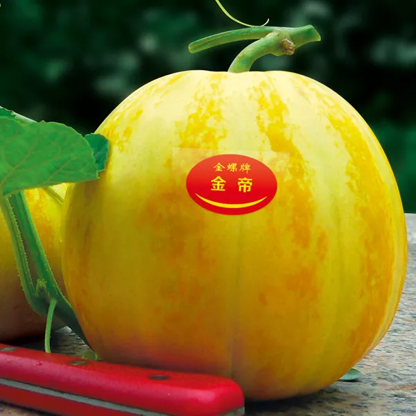 薄皮甜瓜，哪個(gè)品種最好呢？畝產(chǎn)高達(dá)10萬(wàn)，附4種市場(chǎng)爆款品種