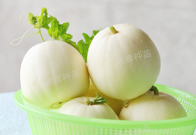 就這4個(gè)薄皮甜瓜，畝產(chǎn)萬斤很輕松，瓜果菜農(nóng)搶著種植