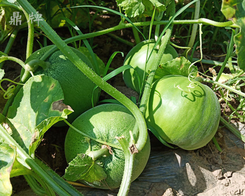 就這4個(gè)薄皮甜瓜，畝產(chǎn)萬斤很輕松，瓜果菜農(nóng)搶著種植