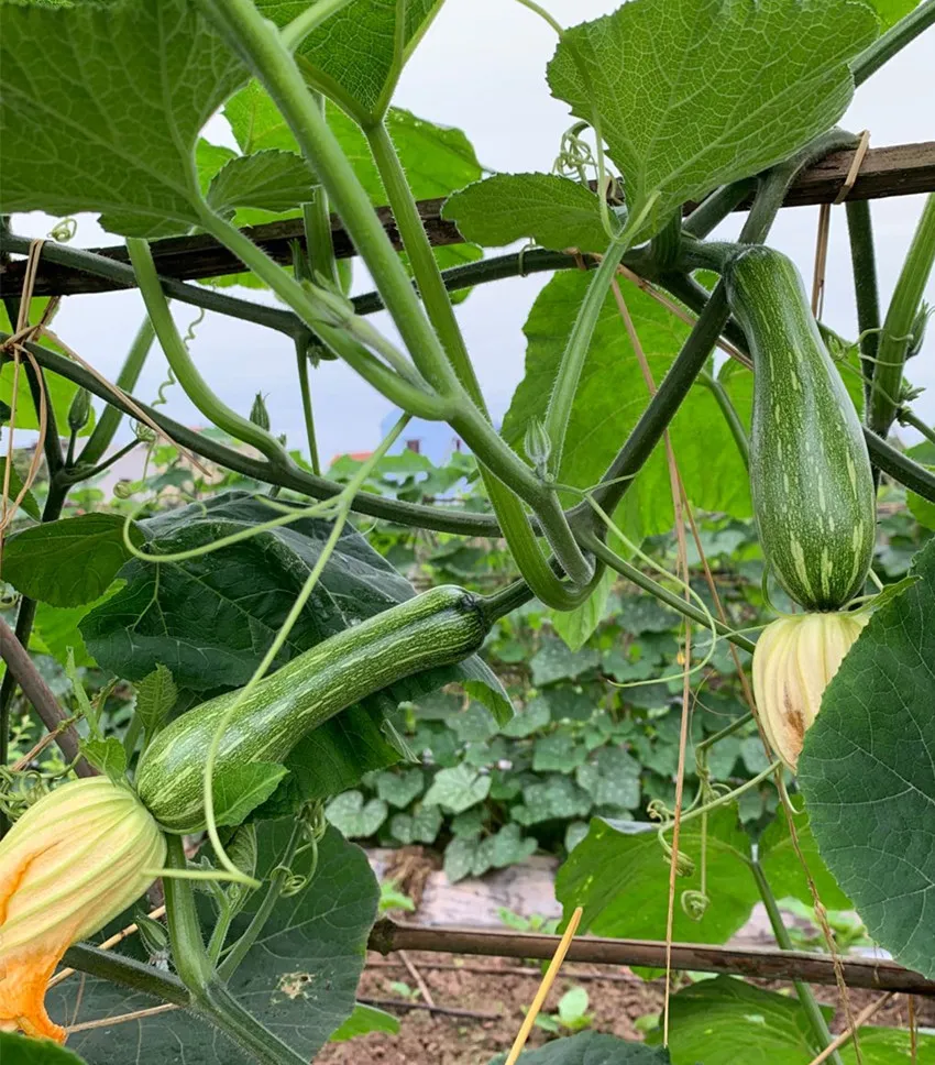 3元1斤的健美蜜本南瓜快成熟了，緬甸種植戶發(fā)來圖片與視頻