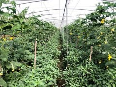 蔬菜種子種植戶客戶點評-這個品種，結瓜太夸張了！太恐怖了！