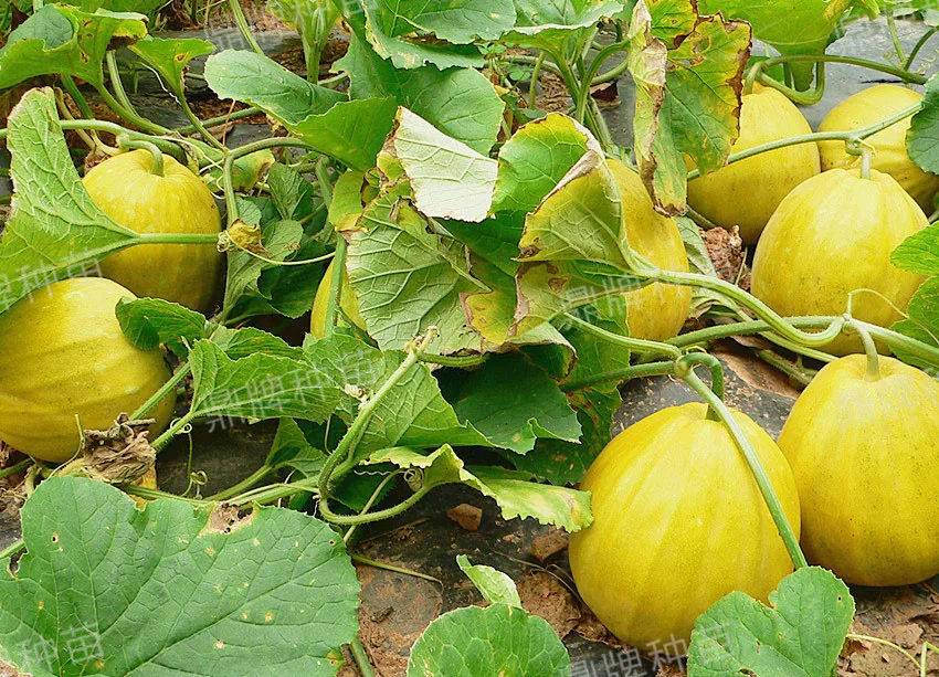 高溫季節(jié)種植甜瓜，什么品種最好？這個(gè)品種是秋季上市的專(zhuān)用品種