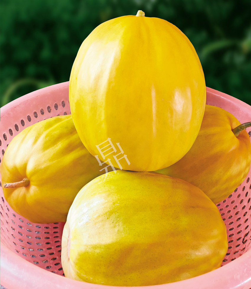 優(yōu)質甜瓜新品種！畝產最高可達7000斤！還沒有畸形瓜