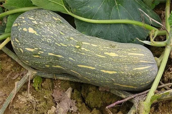 知道最甜最面的南瓜品種嗎？盤點十種有營養(yǎng)的甜面南瓜...