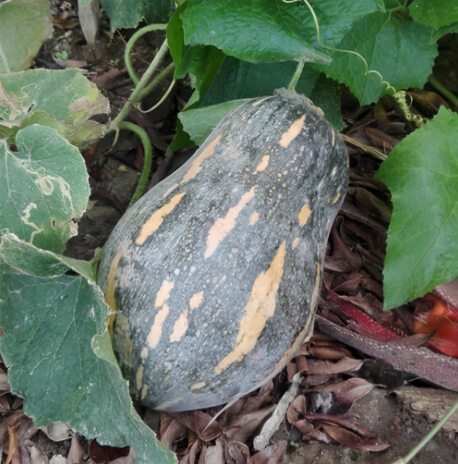 2020年，市面上的南瓜品種哪個口感最好、最甜、最值得種植？