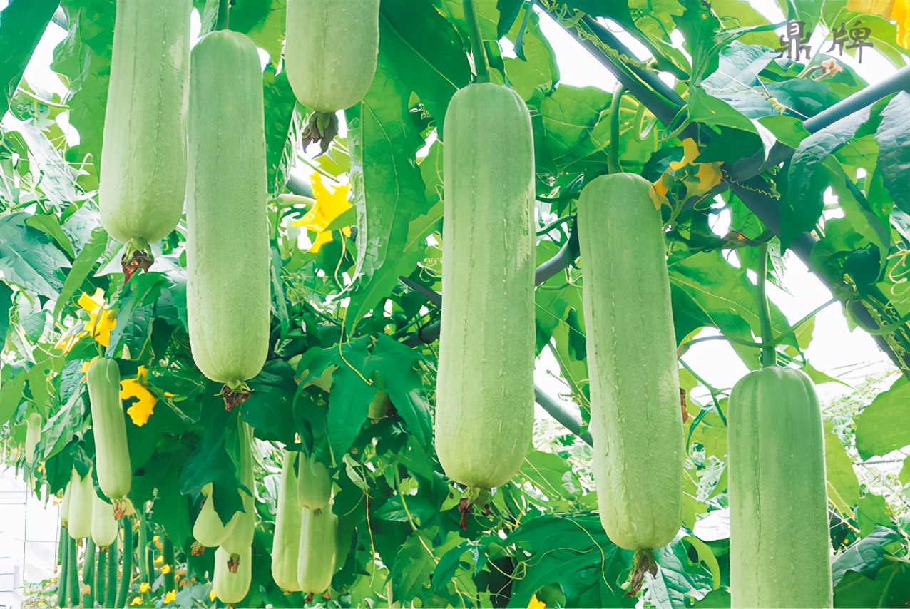絲瓜新品種層不出窮，2021年，哪個絲瓜品種最值得種植？