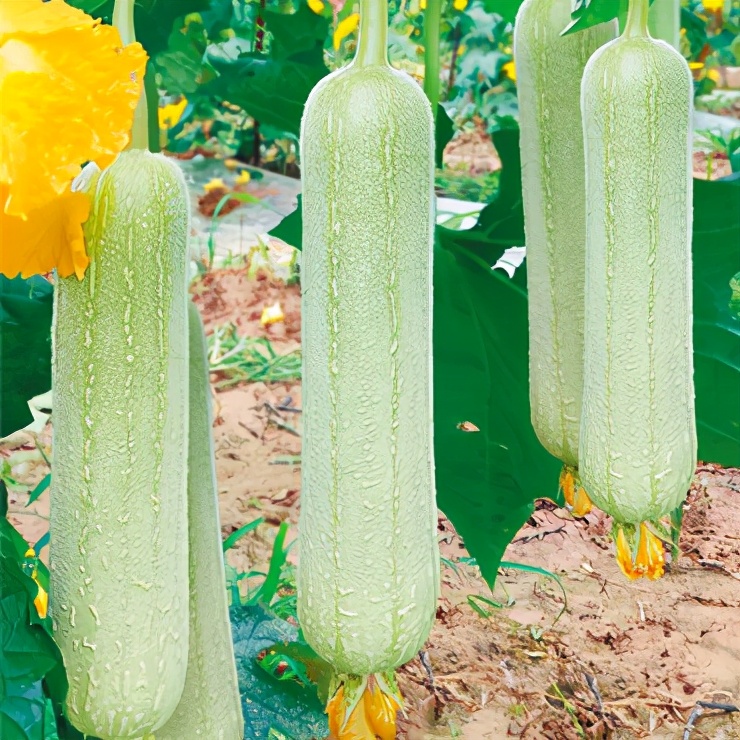 絲瓜新品種層不出窮，2021年，哪個絲瓜品種最值得種植？