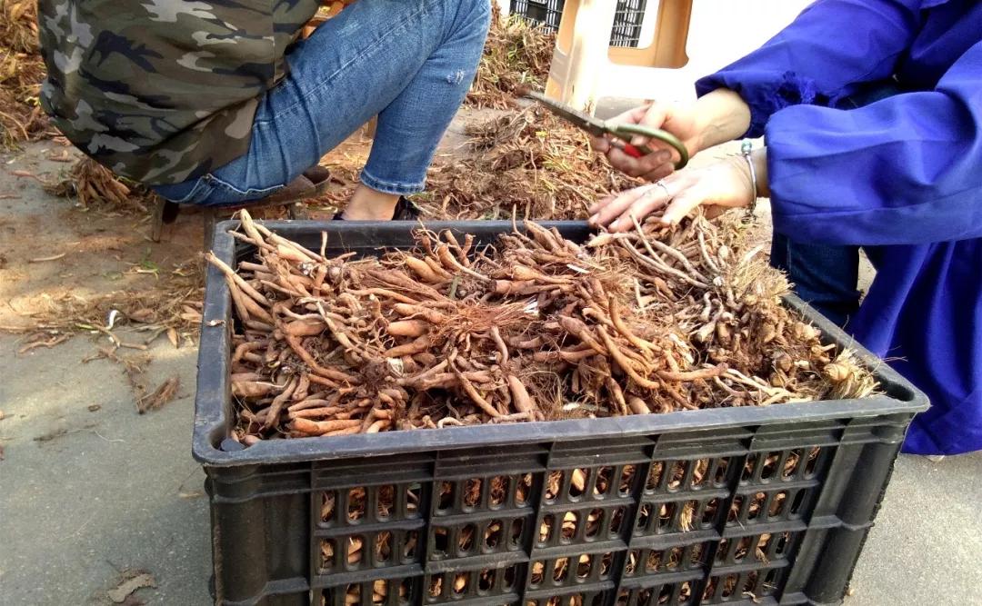 一斤接近20塊，原來它才是最火的國民蔬菜！全國都適種