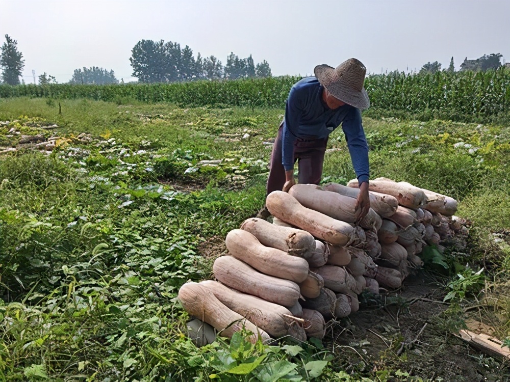 一位轉(zhuǎn)業(yè)后的特種兵，辦農(nóng)場種瓜菜，靠1個(gè)優(yōu)點(diǎn)，年賺200萬