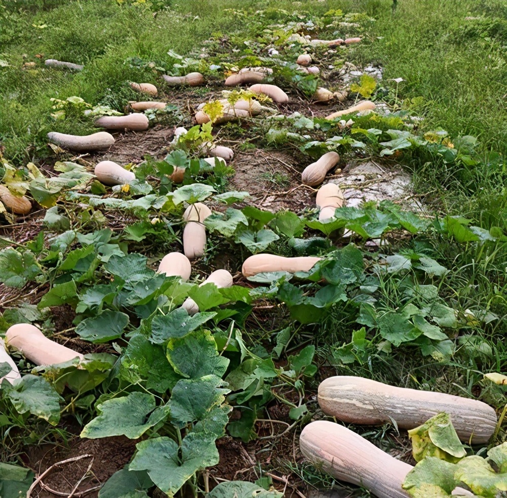 一位轉(zhuǎn)業(yè)后的特種兵，辦農(nóng)場種瓜菜，靠1個(gè)優(yōu)點(diǎn)，年賺200萬