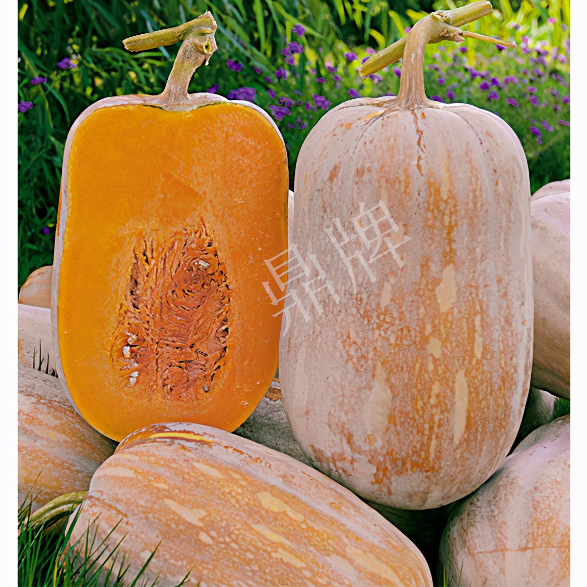 畝產(chǎn)6000公斤的南瓜上市，20年科研他就為打造1個(gè)爆款品種