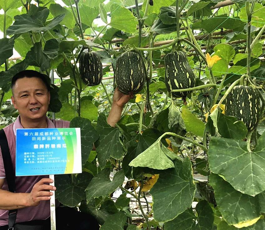 畝產(chǎn)6000公斤的南瓜上市，20年科研他就為打造1個(gè)爆款品種