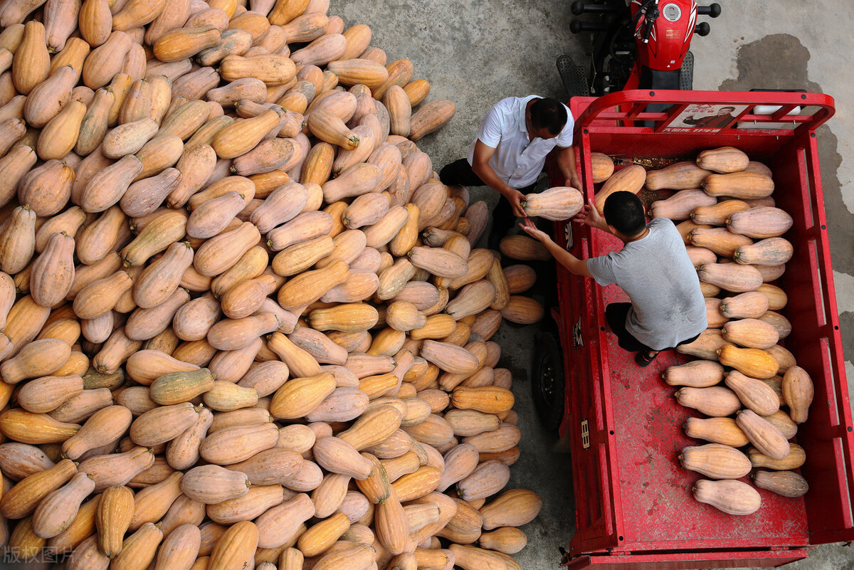 畝產(chǎn)6000公斤的南瓜上市，20年科研他就為打造1個(gè)爆款品種