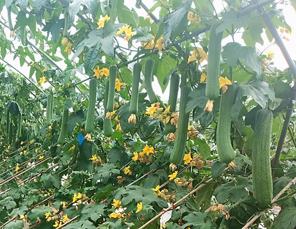 這個絲瓜畝產(chǎn)可達8000公斤，菜農(nóng)2021年致富的絲瓜品種