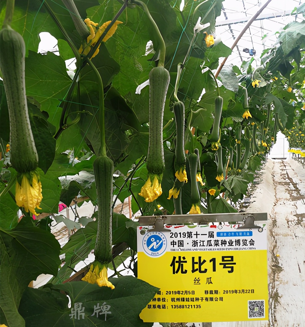 這個絲瓜畝產(chǎn)可達8000公斤，菜農(nóng)2021年致富的絲瓜品種