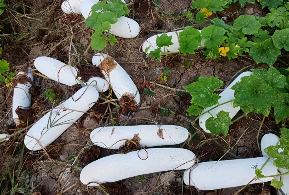 這個(gè)冬瓜品種放1年不壞，口感脆甜，多年科研就為打造這1個(gè)爆品