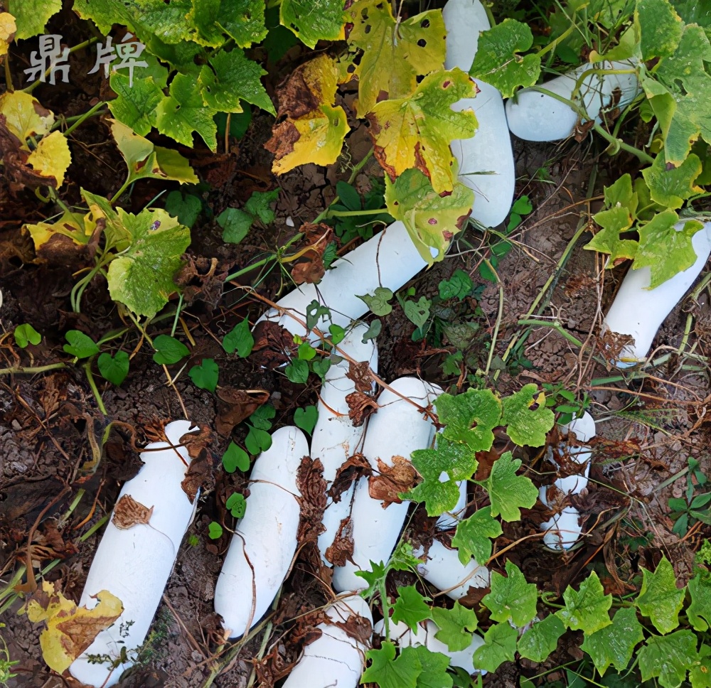 這個(gè)冬瓜品種放1年不壞，口感脆甜，多年科研就為打造這1個(gè)爆品